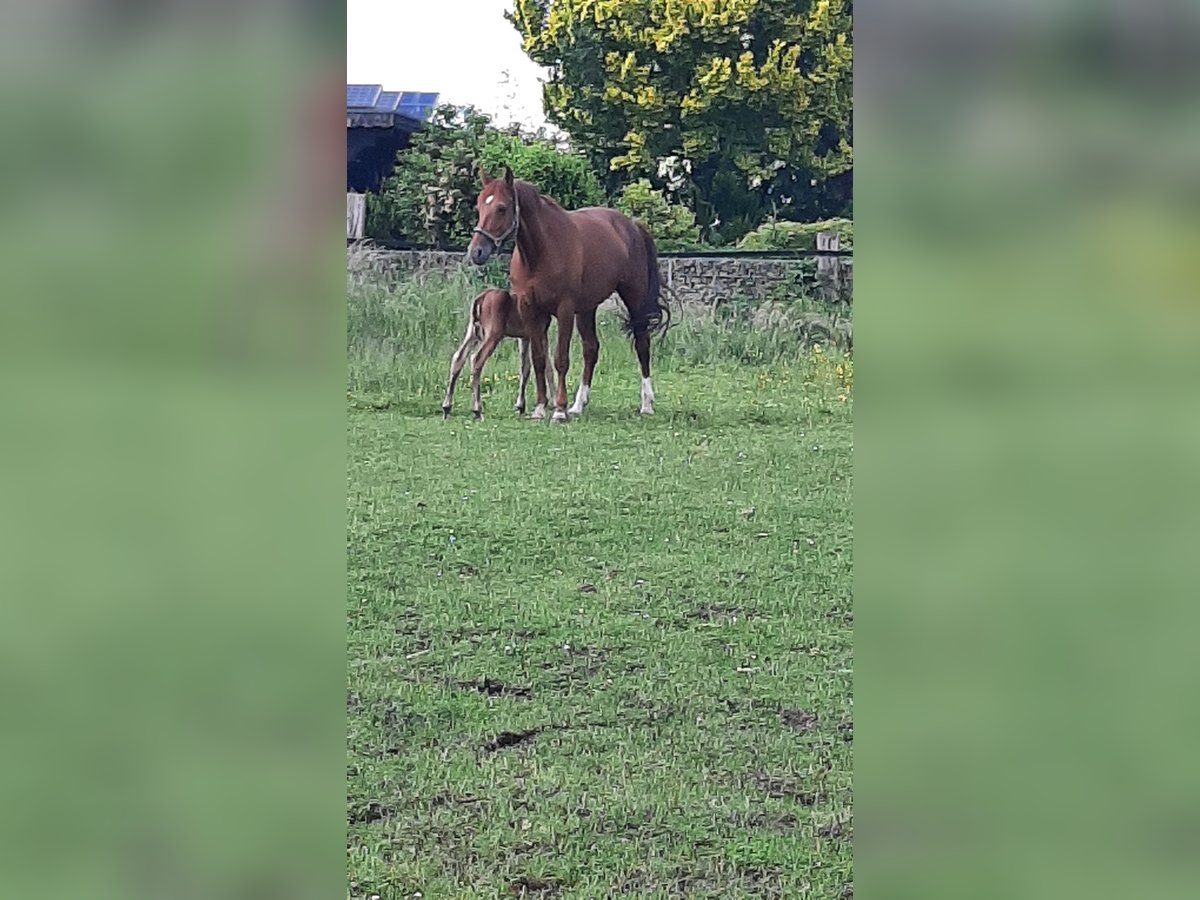 Westphalian Mare 10 years 16,1 hh Chestnut-Red in Datteln