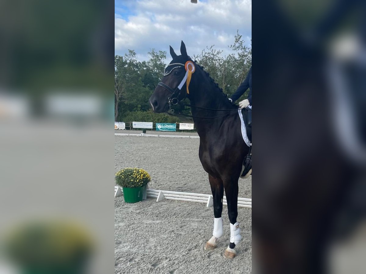 Westphalian Mare 10 years 16,3 hh Bay-Dark in Sindelfingen