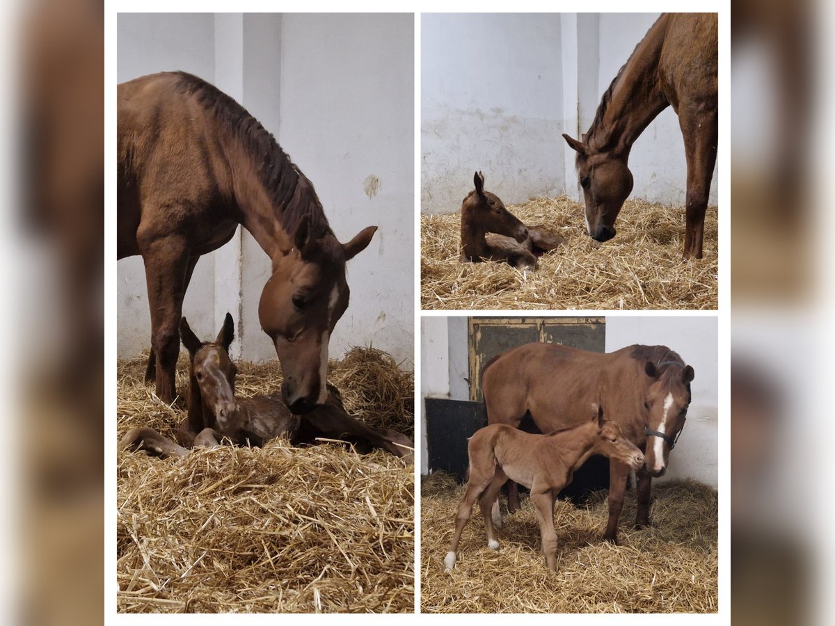 Westphalian Mare 10 years 16,3 hh Chestnut-Red in Witzenhausen