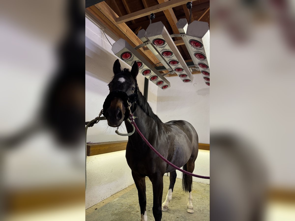 Westphalian Mare 10 years 16 hh Bay-Dark in Bruck an der Leitha