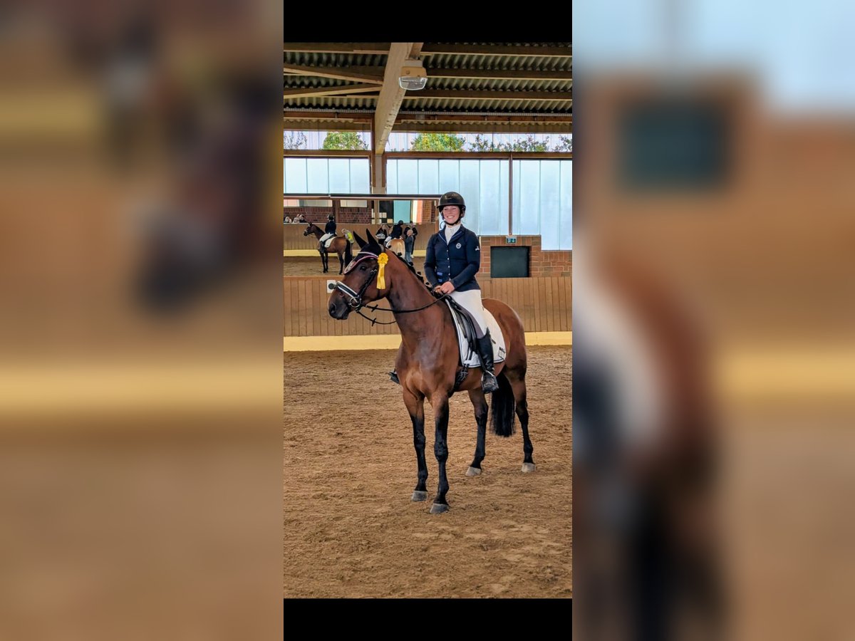 Westphalian Mare 10 years 16 hh Brown in Wiesbaden