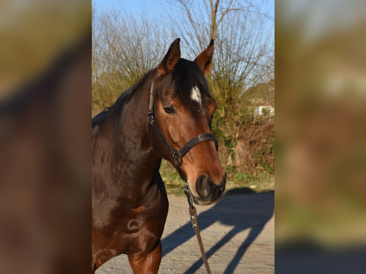 Westphalian Mare 10 years 16 hh Brown in Oebisfelde