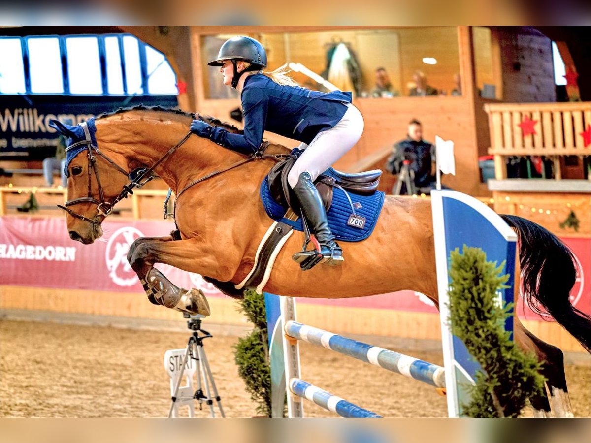 Westphalian Mare 10 years 16 hh Brown in Paderborn