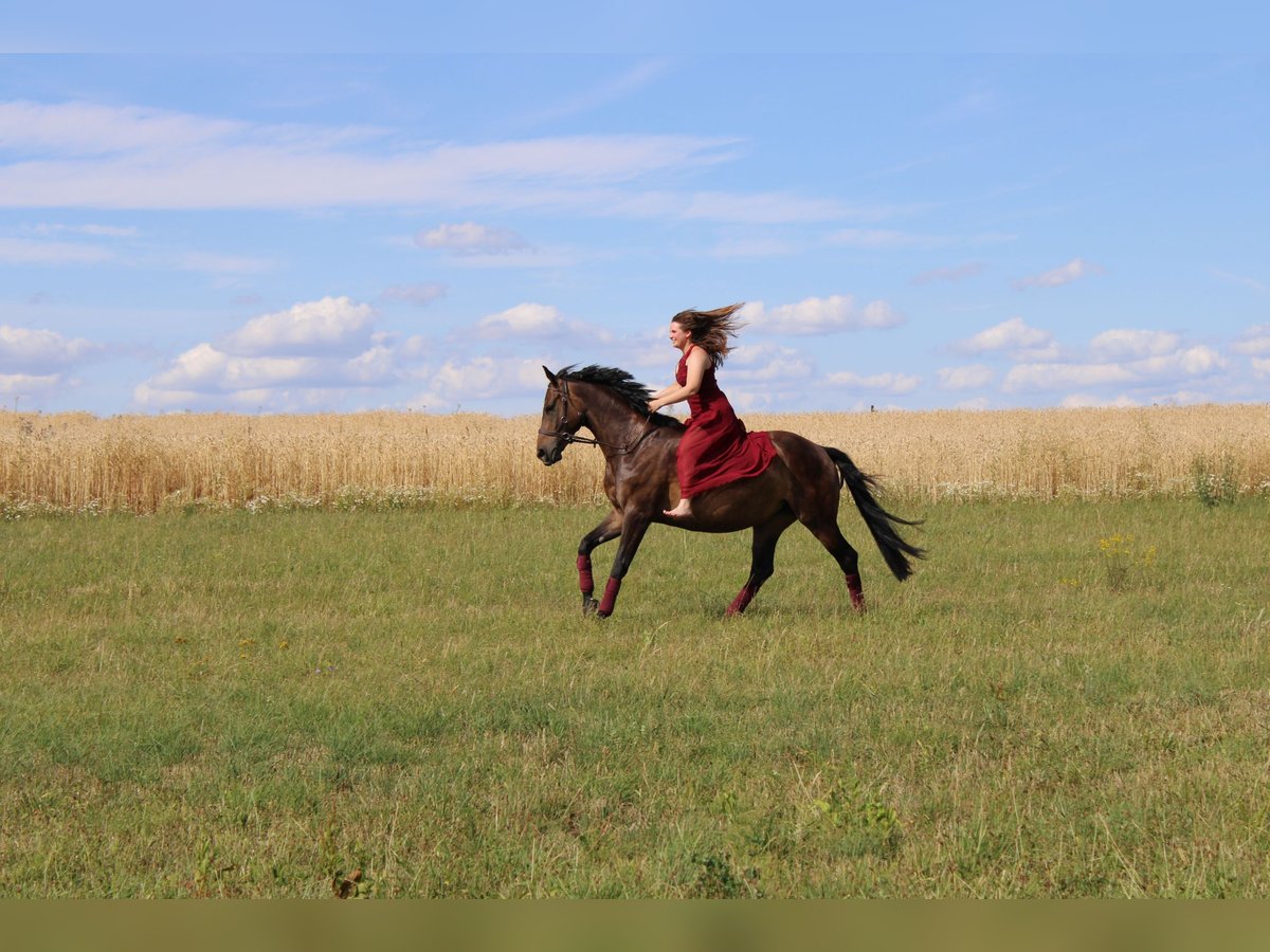 Westphalian Mare 10 years 16 hh Smoky-Black in Weil der Stadt