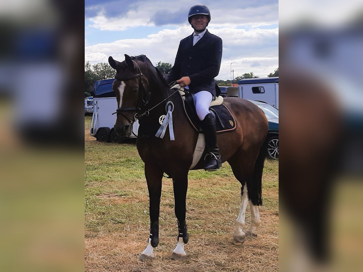 Westphalian Mare 10 years 16,1 hh Brown in Stemwede