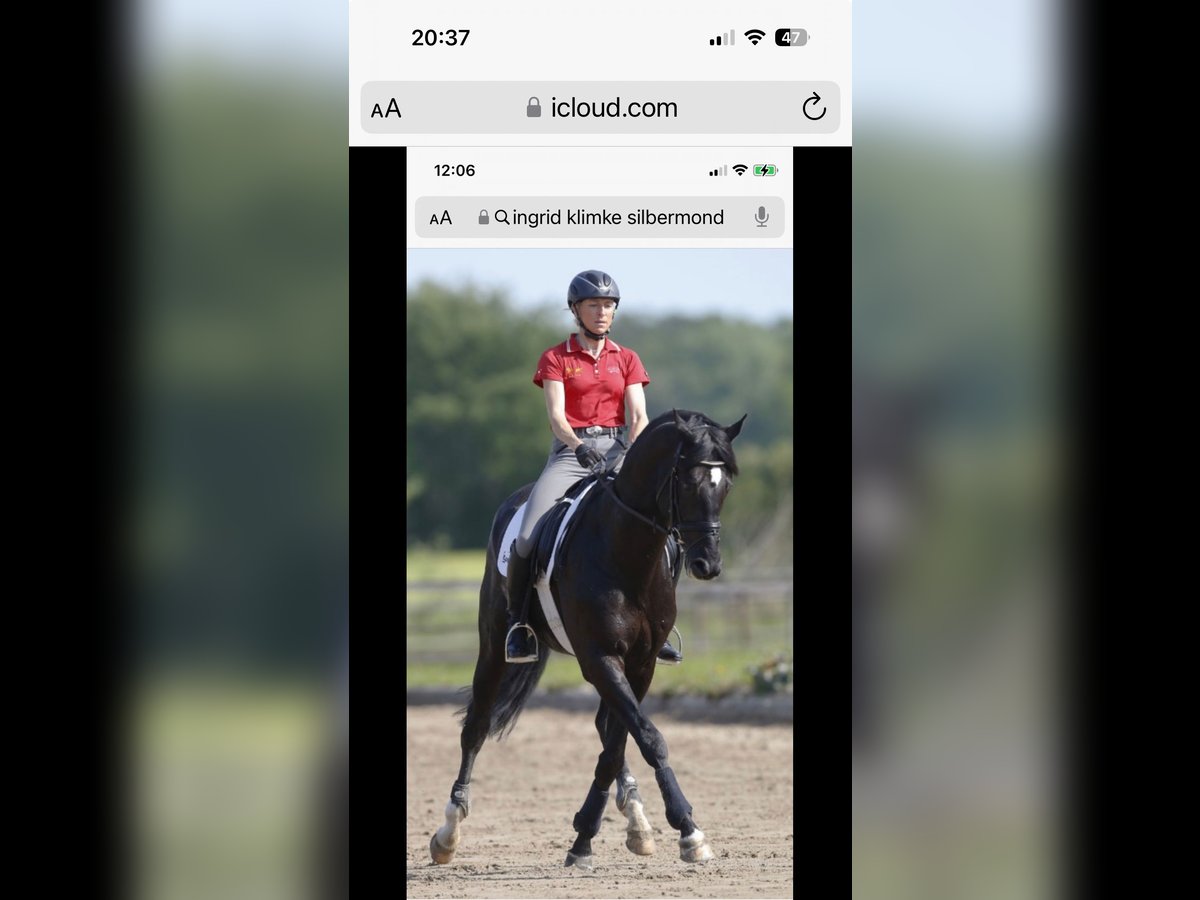 Westphalian Mare 10 years 16,2 hh Black in M&#xFC;nster