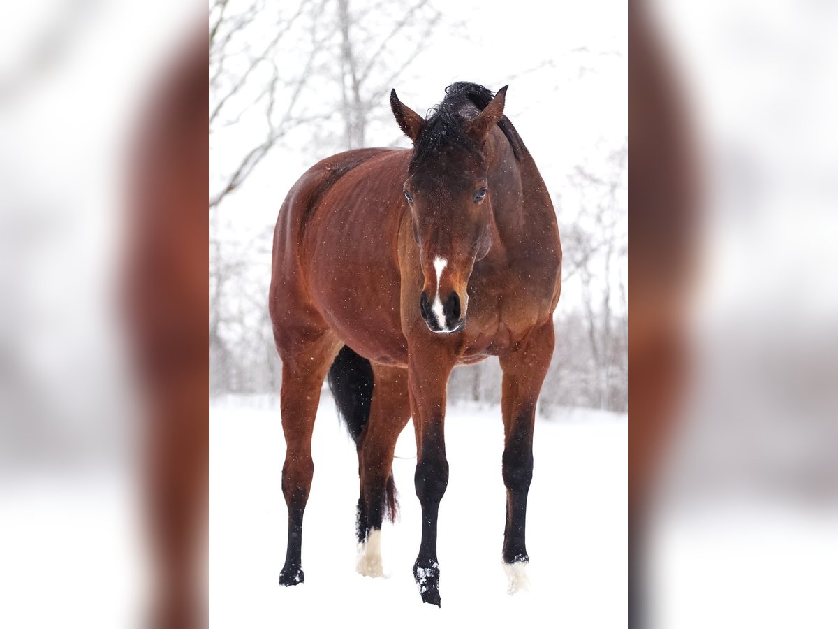 Westphalian Mare 10 years 16,2 hh Brown in Wenden