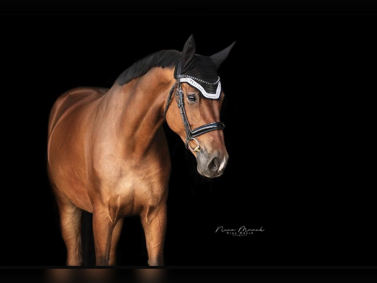 Westphalian Mare 10 years 16,3 hh Brown in Kümmersbruck Westphalian Mare 10 years 16,3 hh Brown in Kümmersbruck