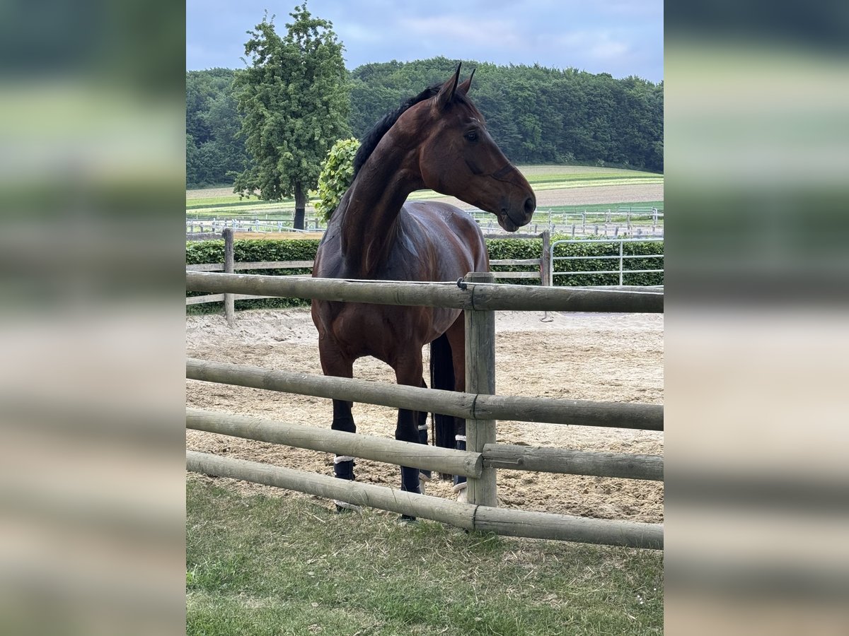 Westphalian Mare 10 years 17,3 hh Brown in D&#xFC;lmen