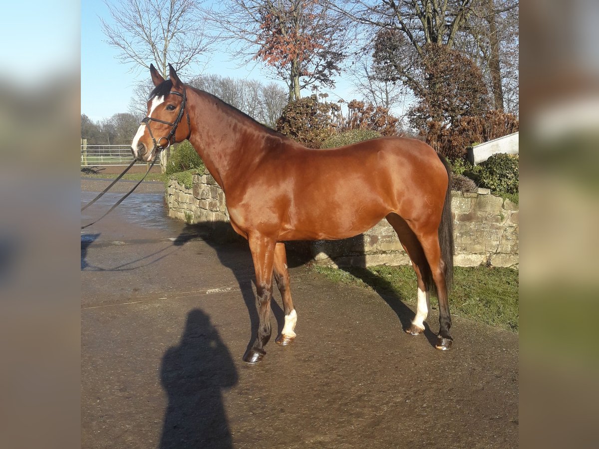 Westphalian Mare 11 years 16,1 hh Brown in Ibbenbüren