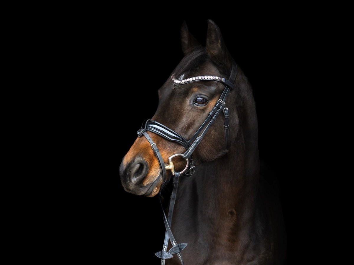 Westphalian Mare 11 years 16 hh Bay-Dark in Hohenahr