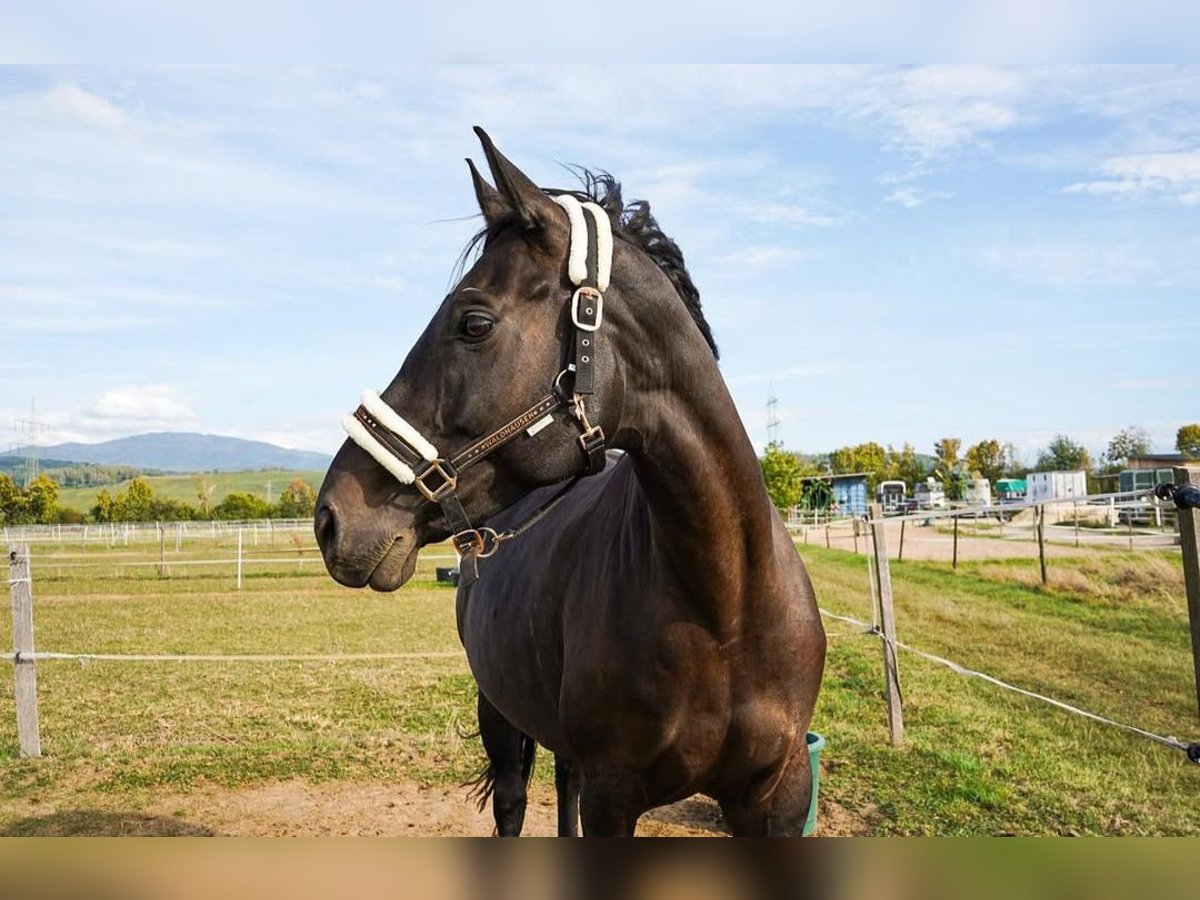 Westphalian Mare 11 years 16 hh Bay-Dark in Neuenburg am Rhein