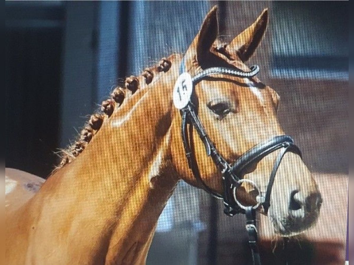 Westphalian Mare 11 years 16 hh Chestnut-Red in Ahlen
