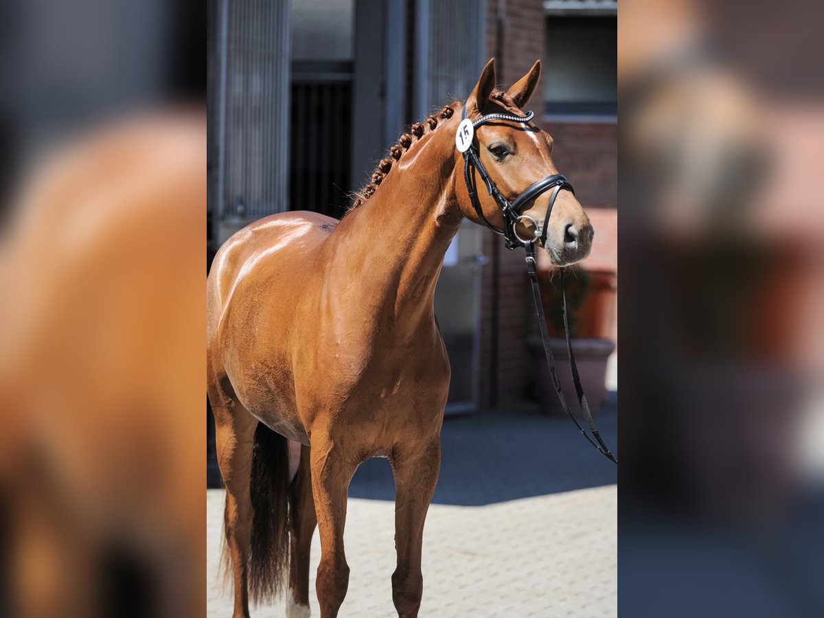 Westphalian Mare 11 years 16 hh Chestnut-Red in Osterwieck