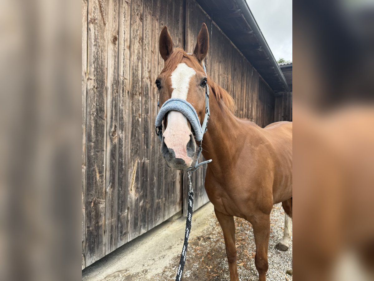 Westphalian Mare 11 years 16 hh Chestnut-Red in Straubing