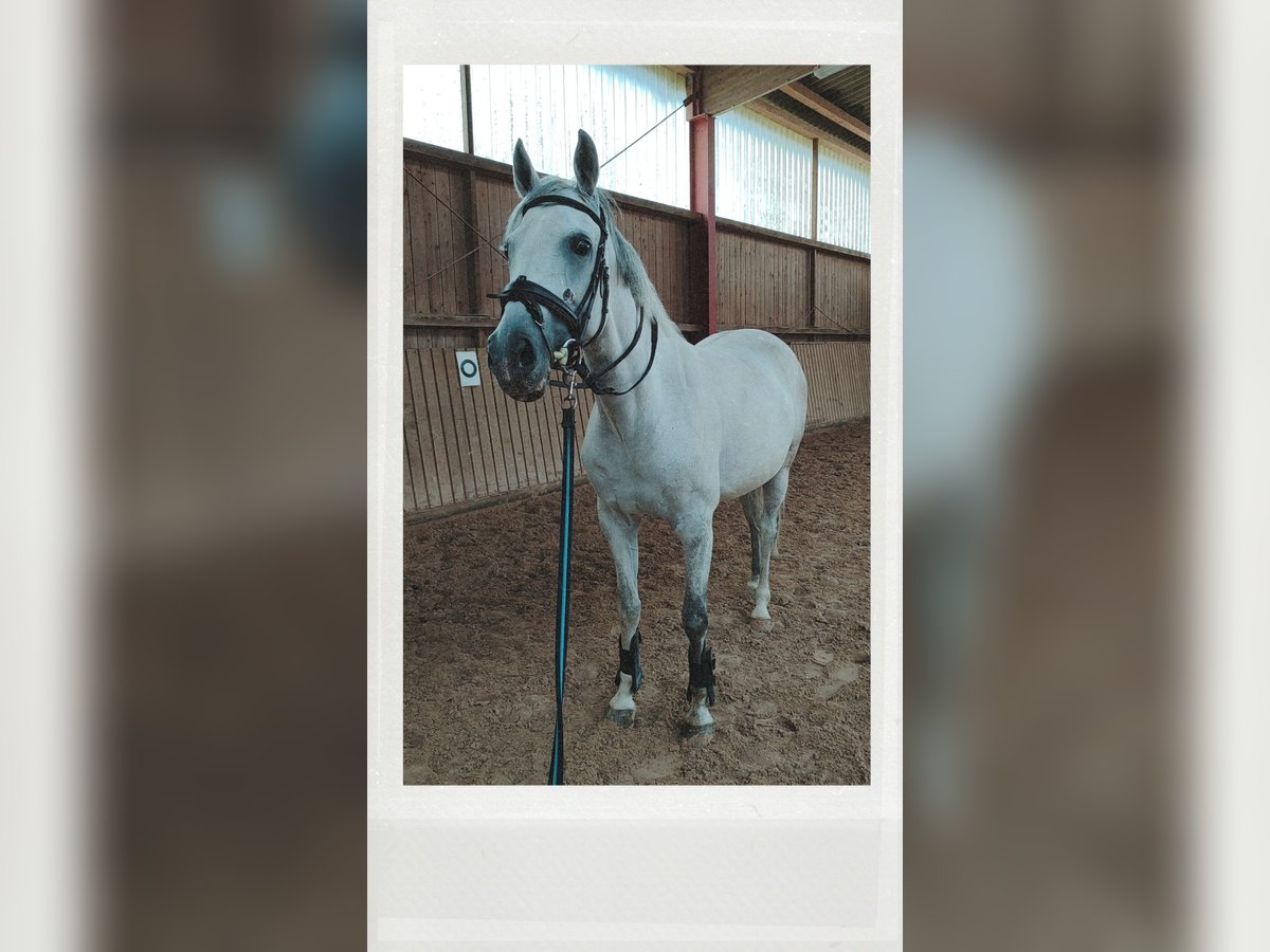 Westphalian Mare 11 years 16 hh Gray in Oberaula