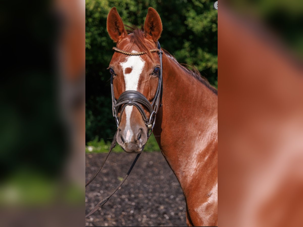 Westphalian Mare 11 years 16,1 hh Chestnut in Teltow