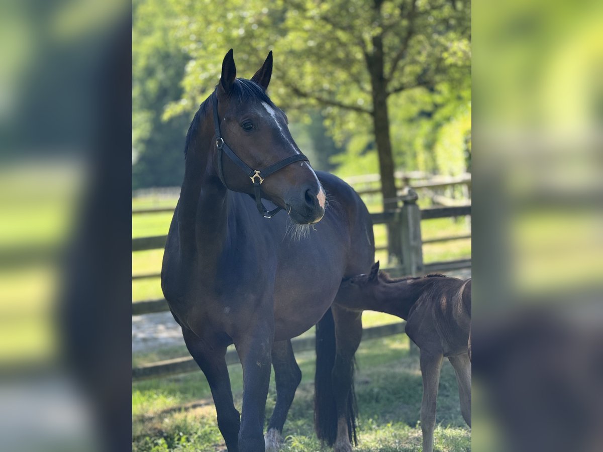 Westphalian Mare 11 years 16,2 hh Bay-Dark in Vechta