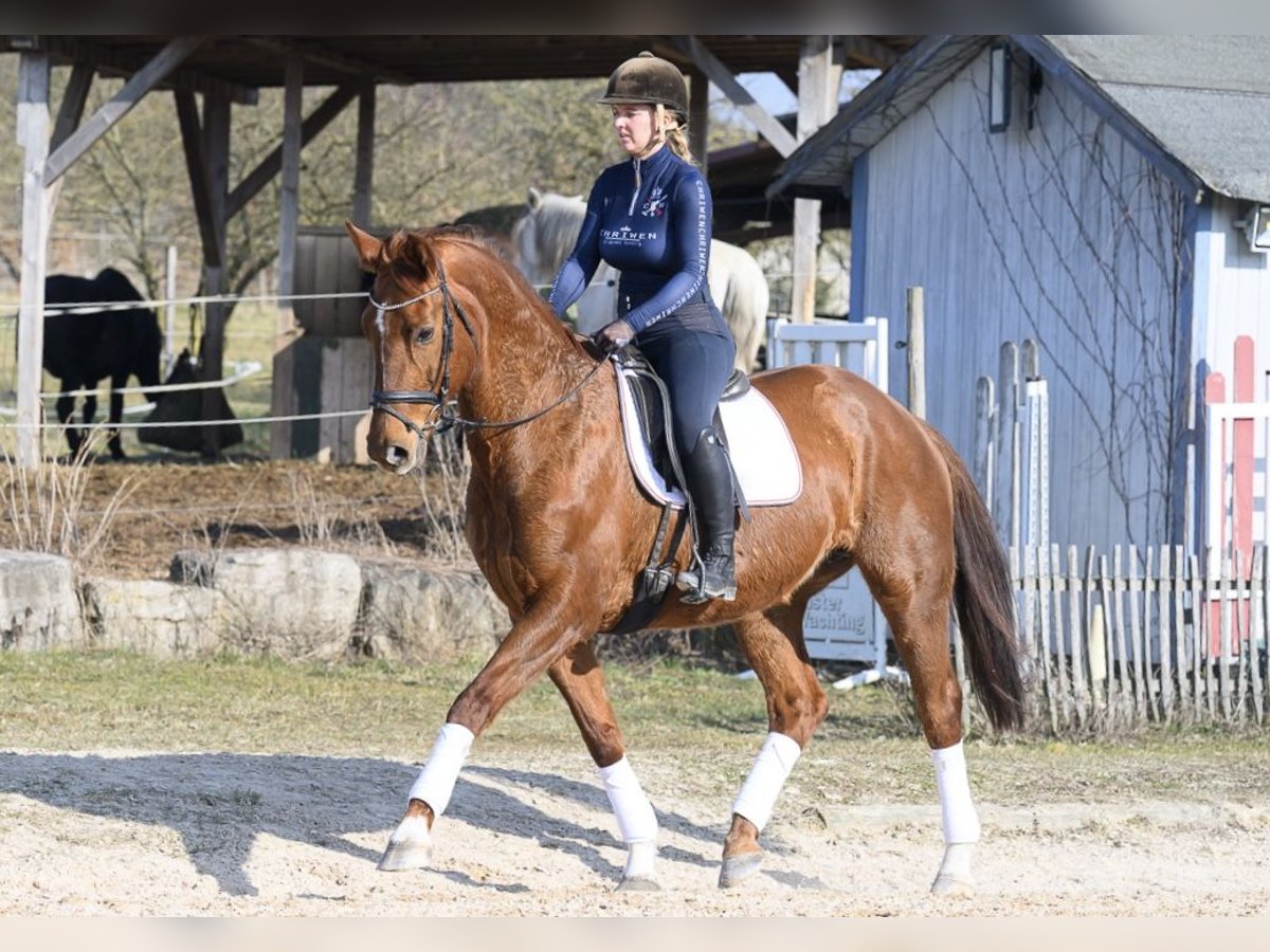 Westphalian Mare 11 years 16,2 hh Chestnut-Red in Würzburg