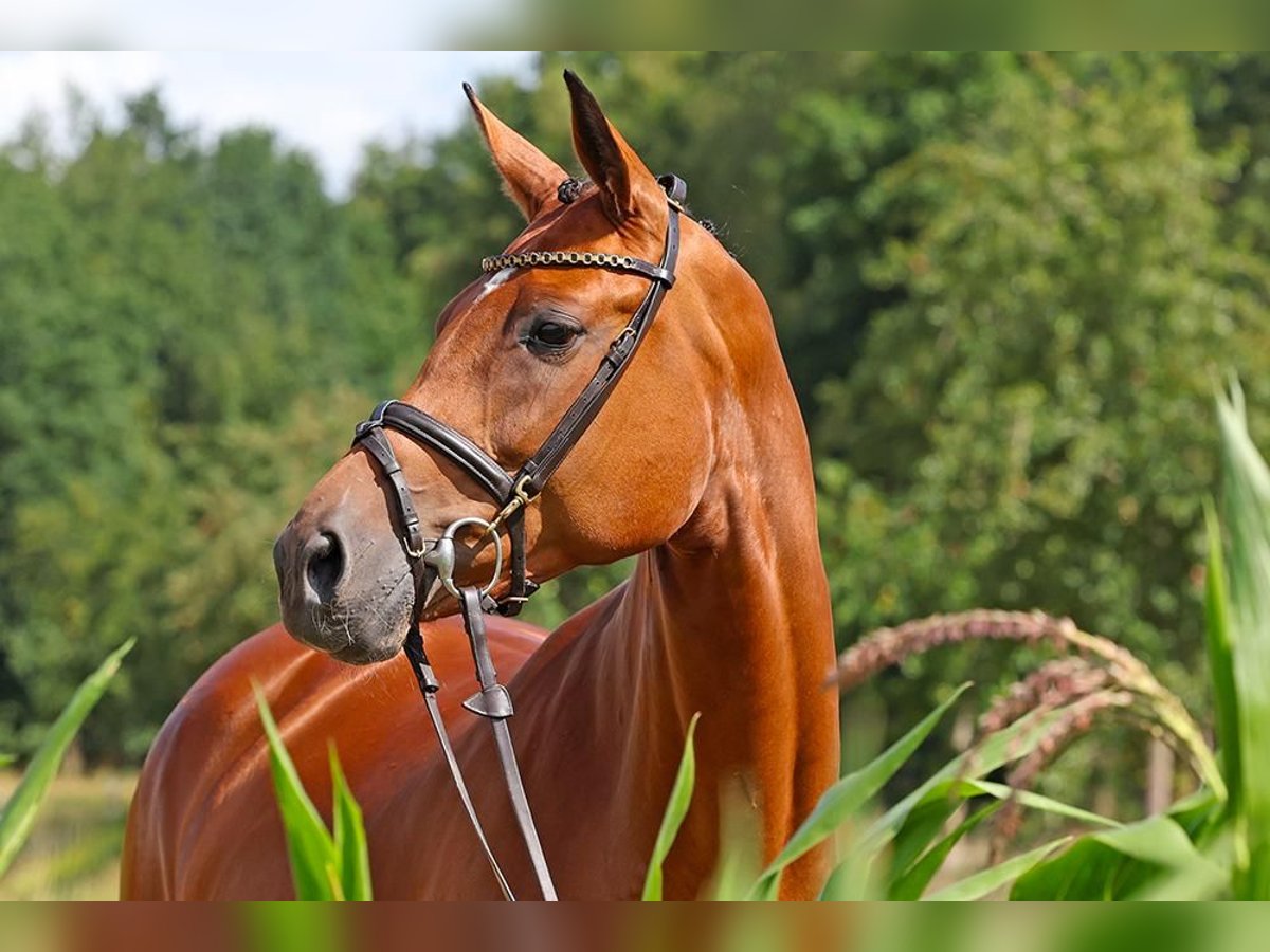 Westphalian Mare 11 years 17 hh Brown in Rhauderfehn