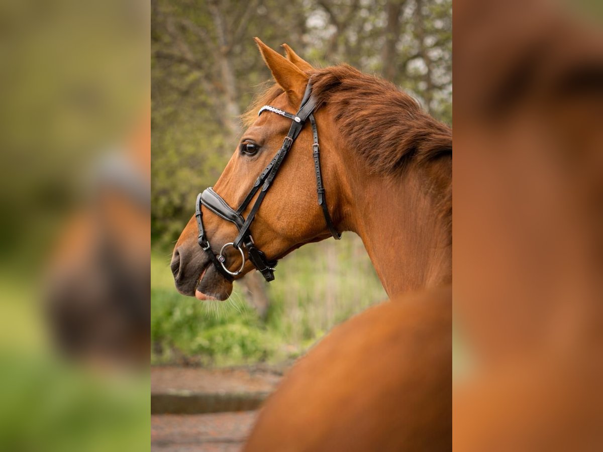 Westphalian Mare 11 years 17 hh Chestnut in Butjadingen
