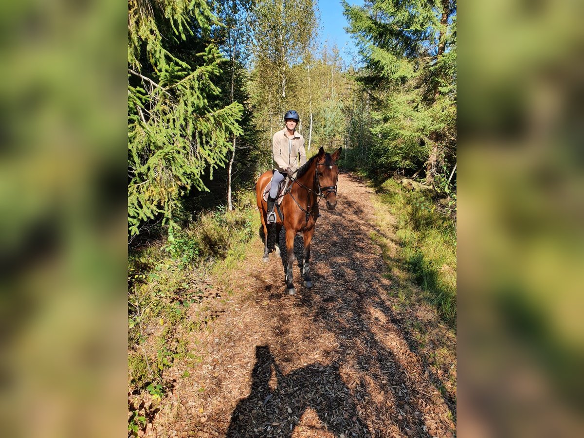 Westphalian Mare 12 years 16,1 hh Brown in Wolpertswende