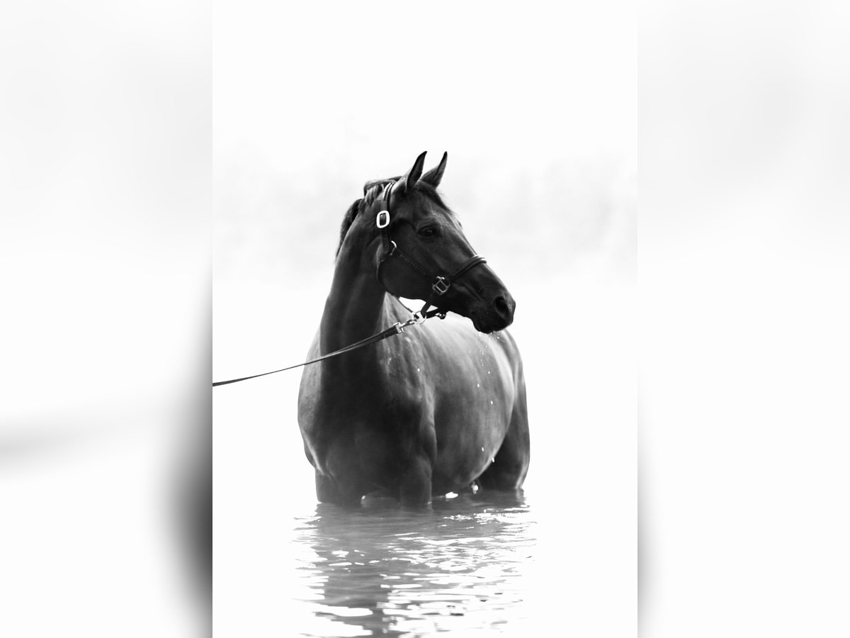 Westphalian Mare 12 years 16 hh Brown in Wilnsdorf