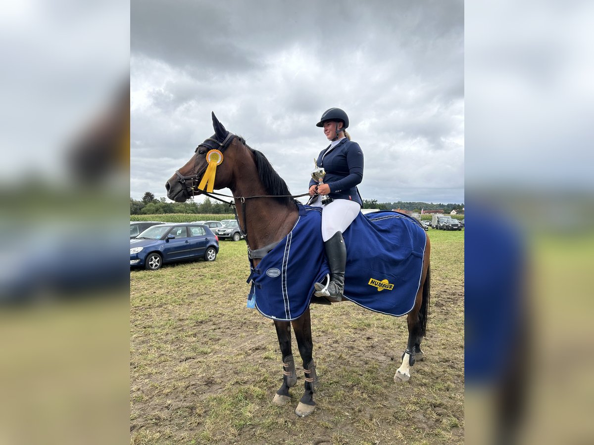 Westphalian Mare 12 years 16 hh Brown in Pulheim