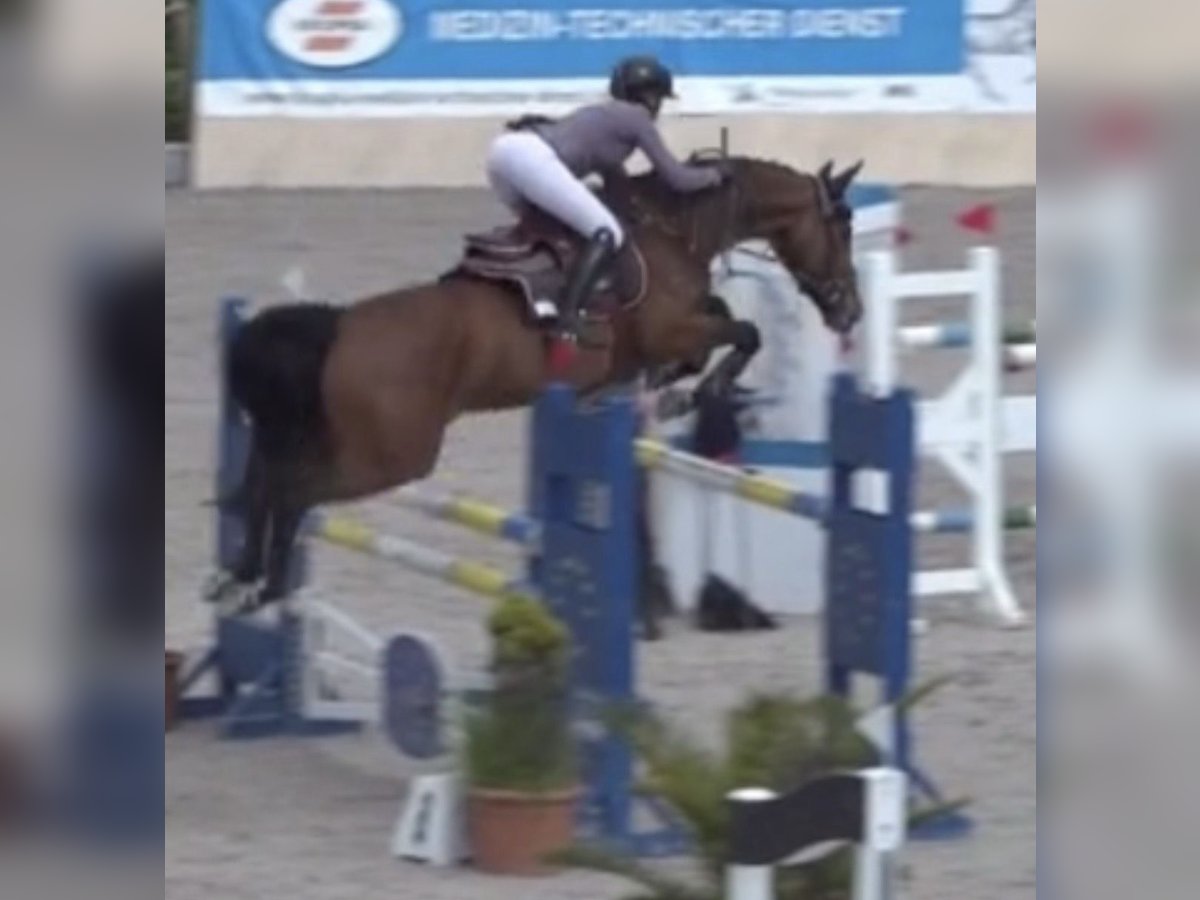Westphalian Mare 12 years 16,1 hh Brown in Wetter (Ruhr)