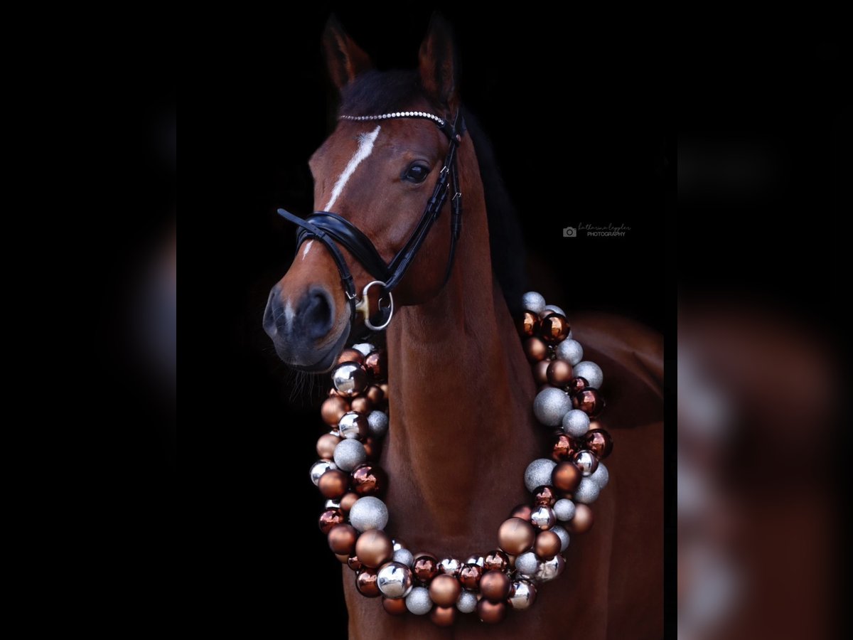 Westphalian Mare 12 years 16,1 hh Brown in Wetter (Ruhr)