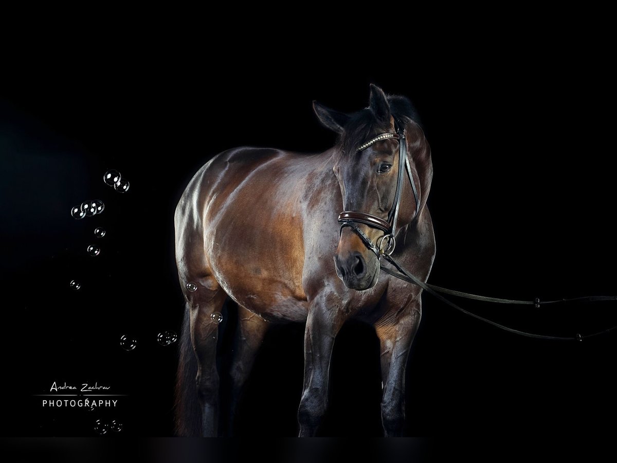 Westphalian Mare 12 years 16,3 hh Bay-Dark in Krummh&#xF6;rn