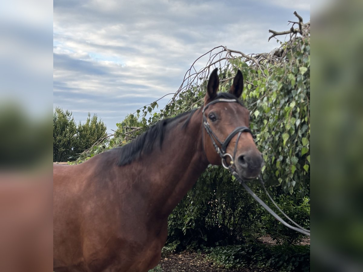 Westphalian Mare 12 years 16,3 hh Brown in Iggingen