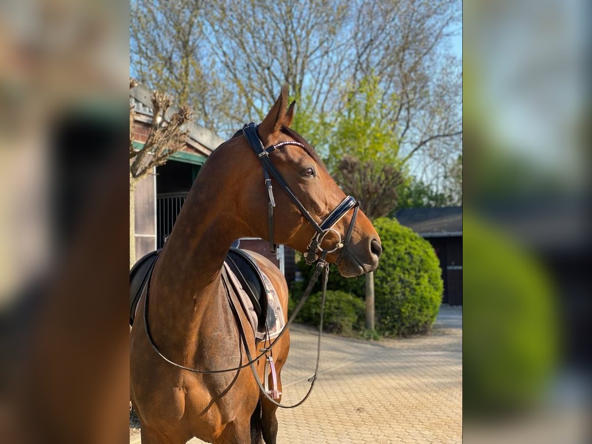 Westphalian Mare 12 years 17 hh Bay-Dark in Bramsche