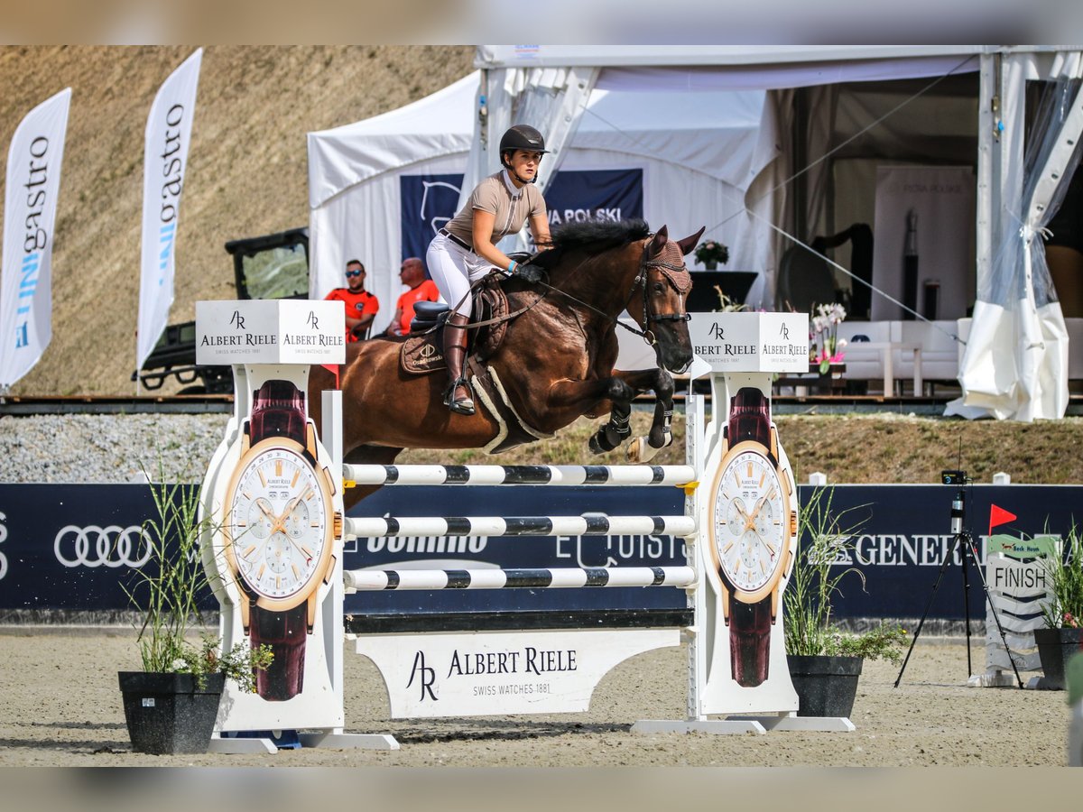 Westphalian Mare 12 years 17 hh Bay in Kietl&#xF3;w
