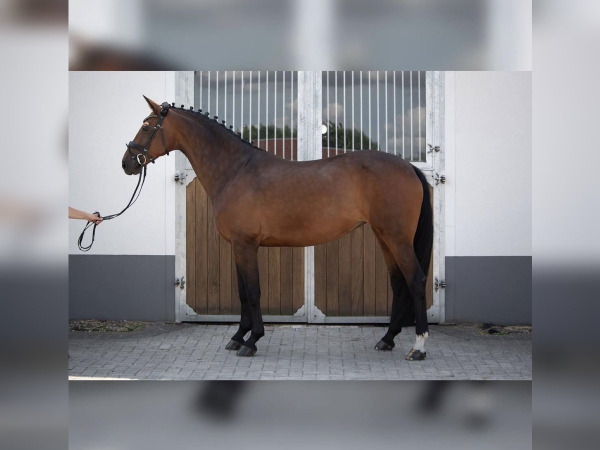 Westphalian Mare 13 years 15,3 hh Brown in Kempenemp