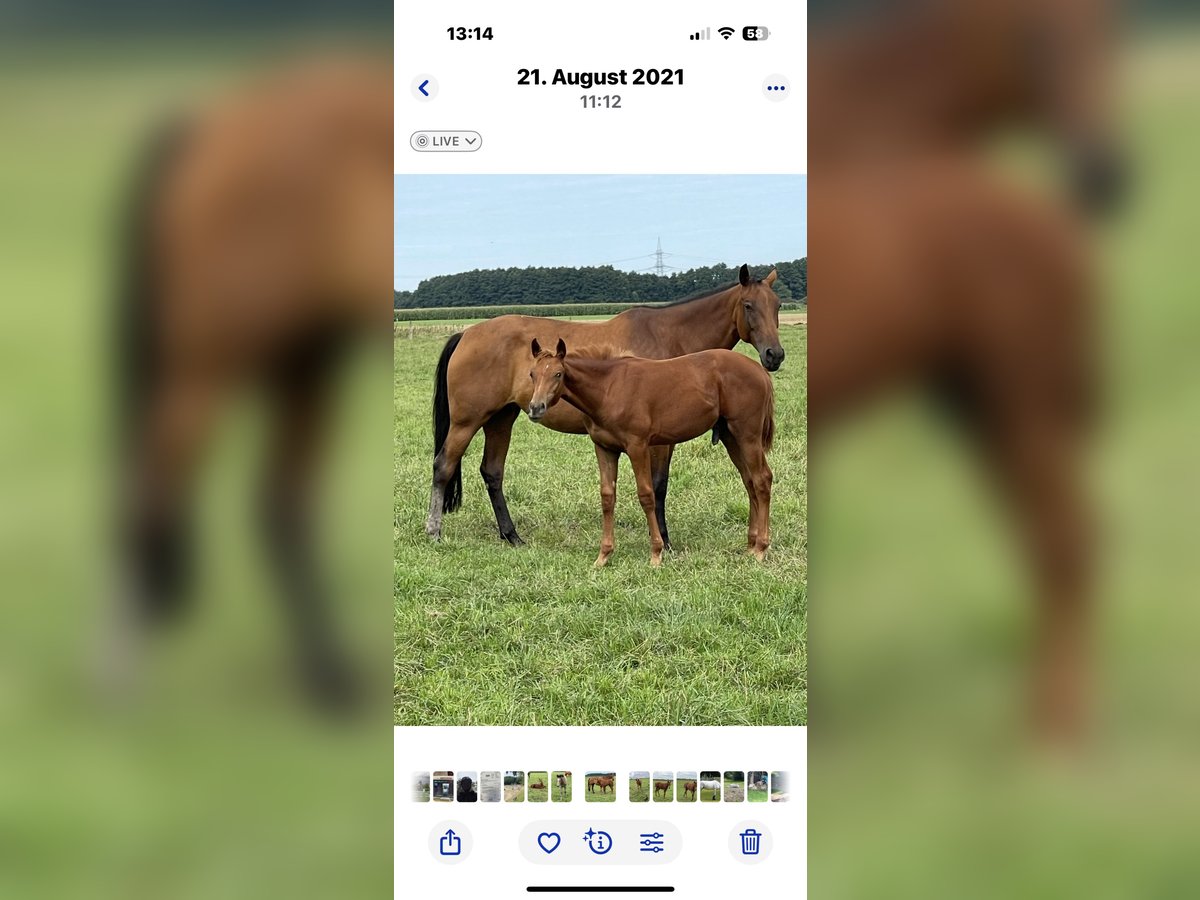 Westphalian Mare 13 years 16,1 hh Brown in Barum