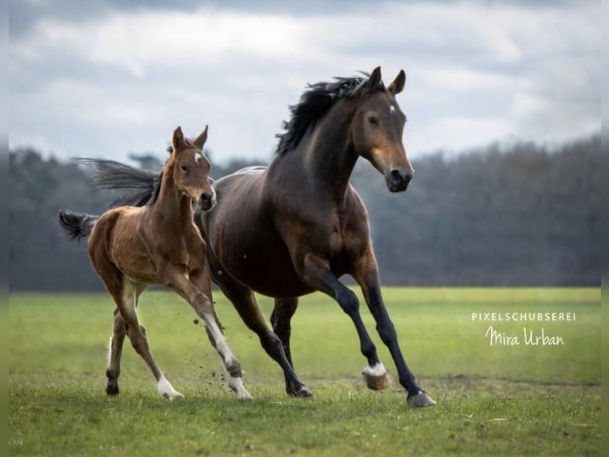 Westphalian Mare 13 years 16,1 hh Brown in Stöckse