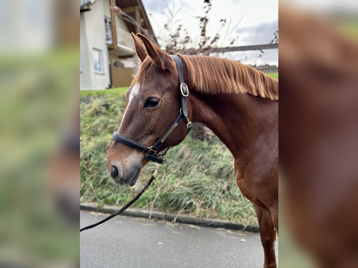 Westphalian Mare 13 years 16,2 hh Chestnut-Red in Warburg