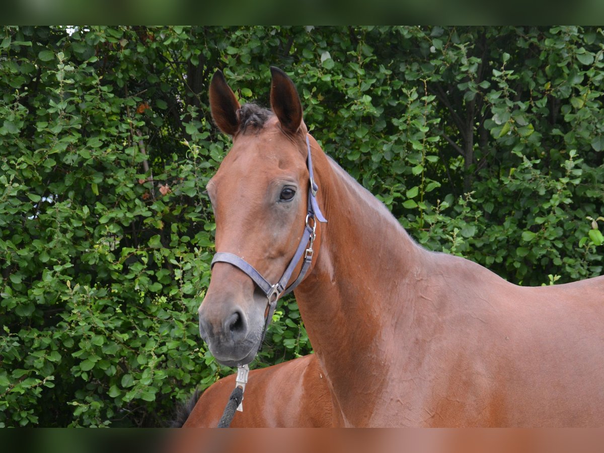 Westphalian Mare 13 years 16,3 hh Brown in Dorsten