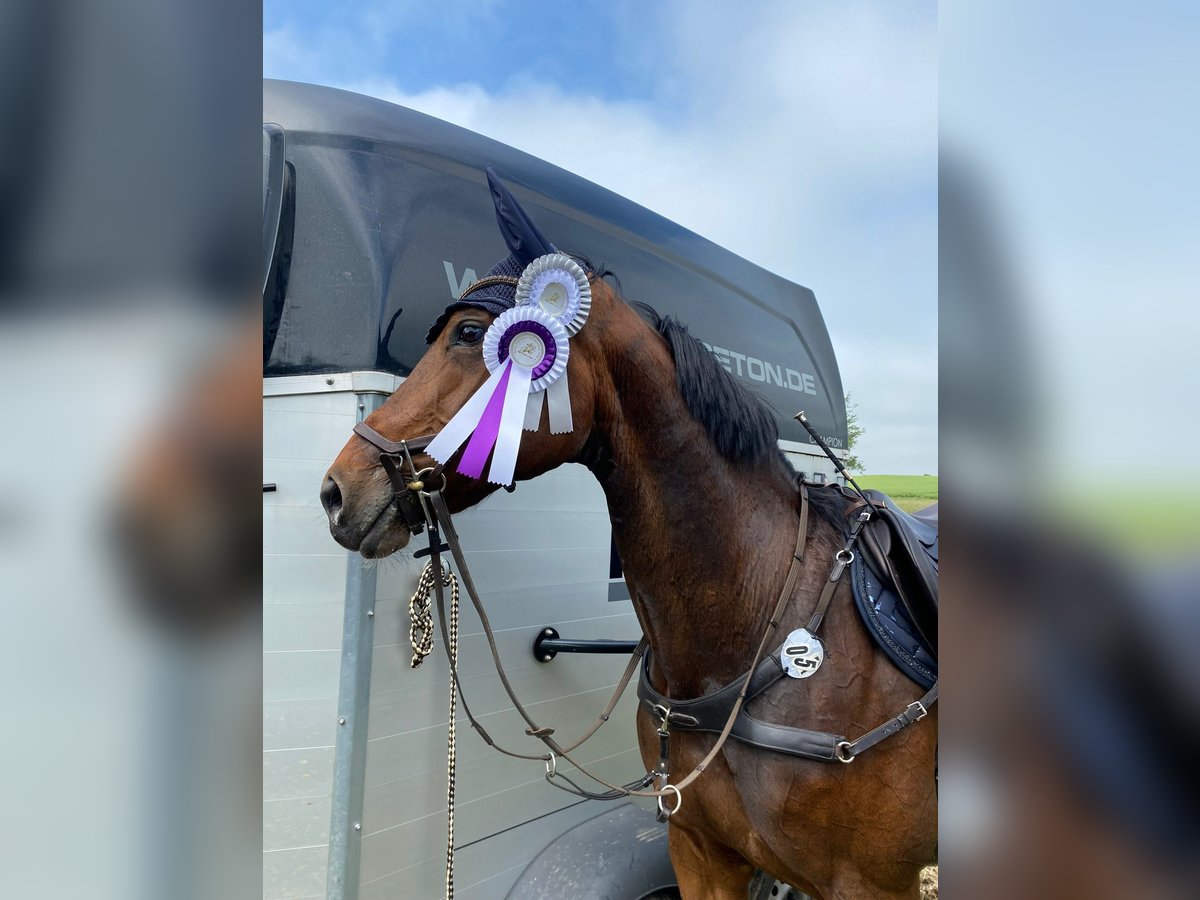 Westphalian Mare 13 years 16 hh Brown in Pulheim