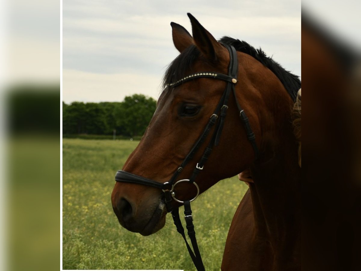 Westphalian Mare 13 years 16 hh Brown in Bernburg