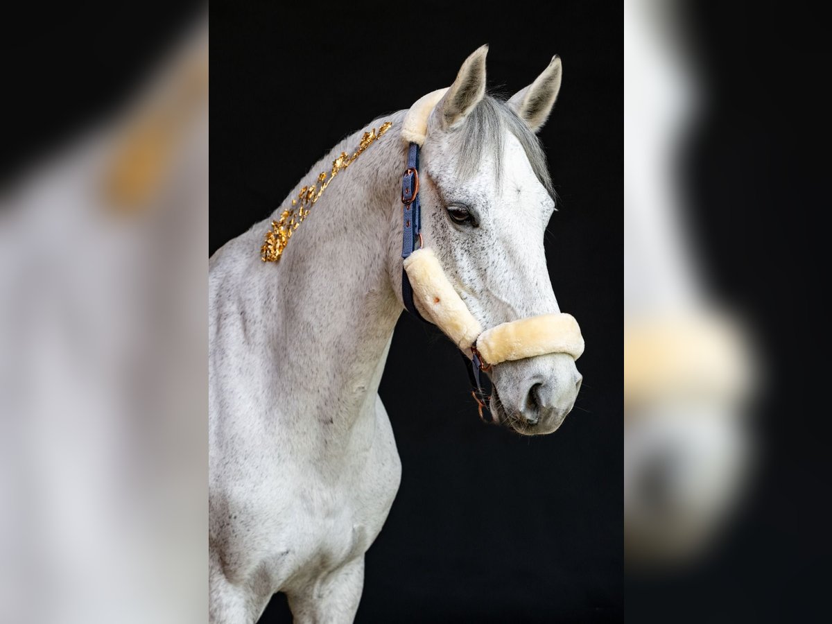 Westphalian Mare 13 years 16 hh Gray in Trebur