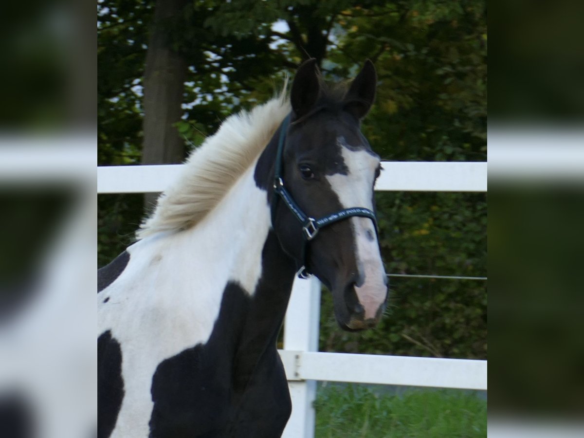 Westphalian Mare 13 years 16,1 hh Pinto in Borgentreich