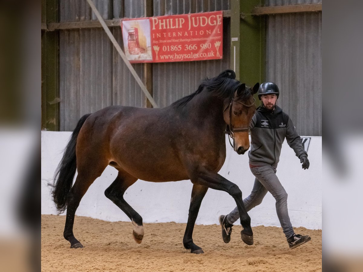 Westphalian Mare 13 years 16,2 hh Bay in yorkshire