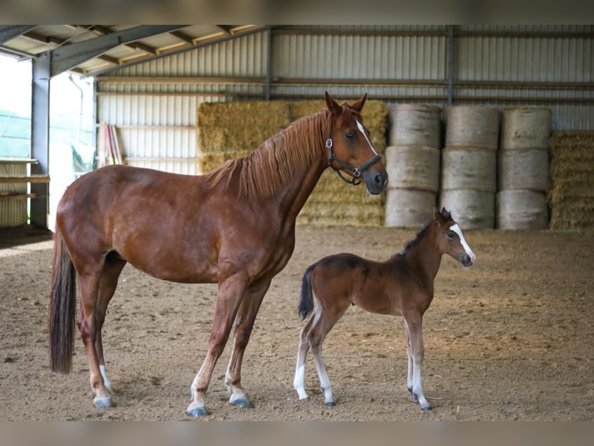 Westphalian Mare 13 years 17,1 hh Chestnut-Red in Ratingen