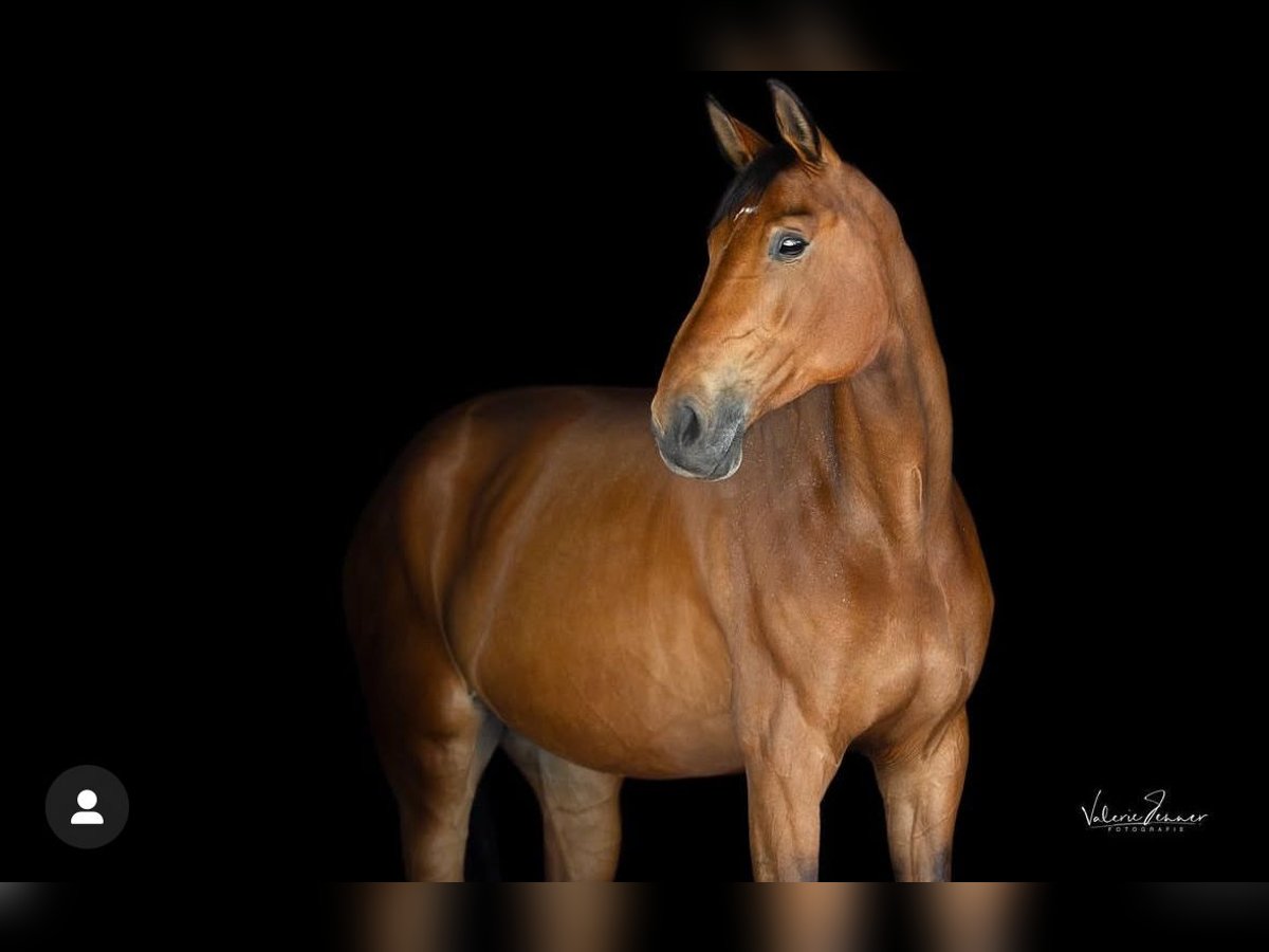Westphalian Mare 13 years 17,2 hh Bay-Dark in Hagen im Bremischen