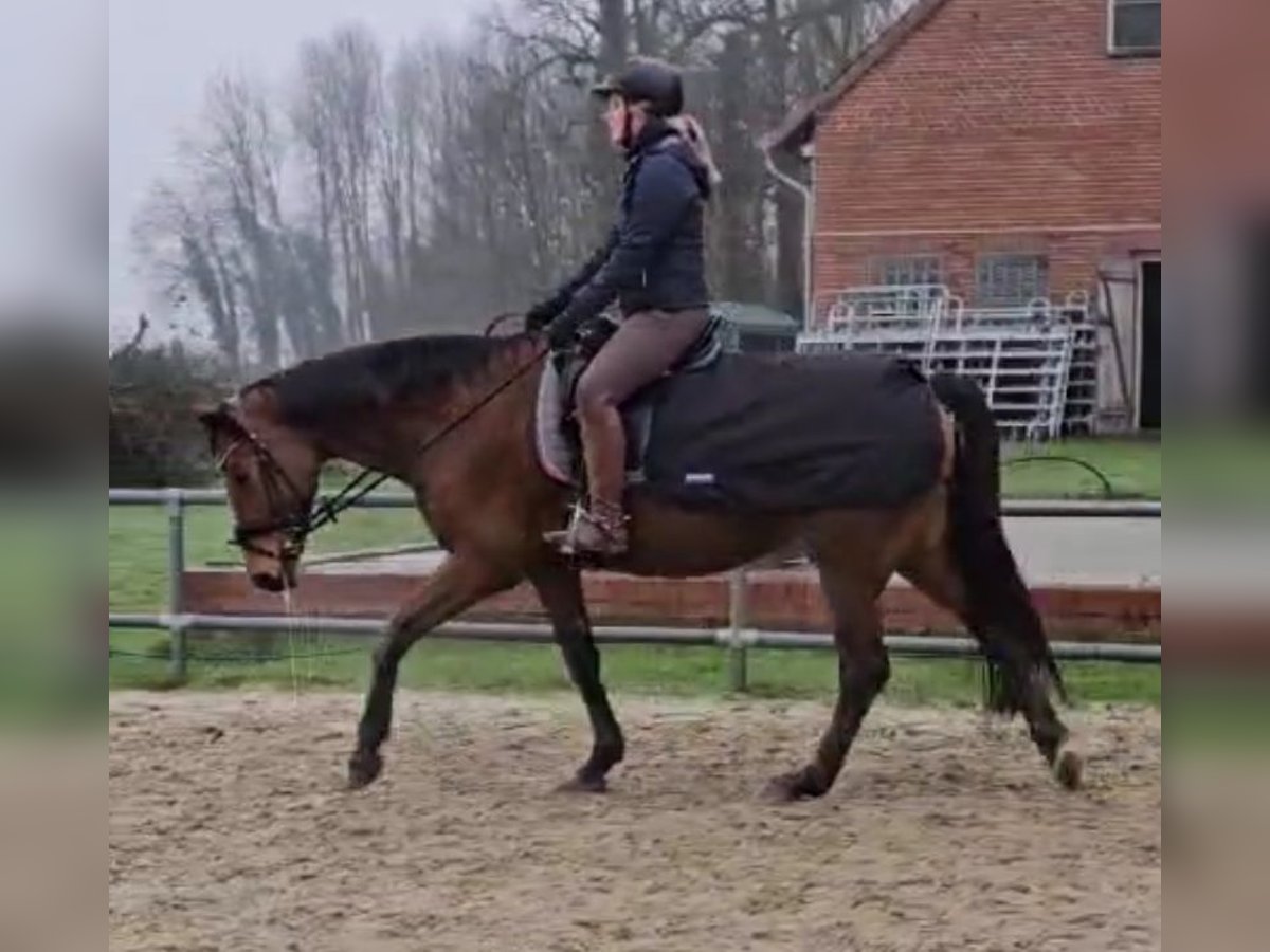 Westphalian Mare 14 years 15,3 hh Brown in Bassum