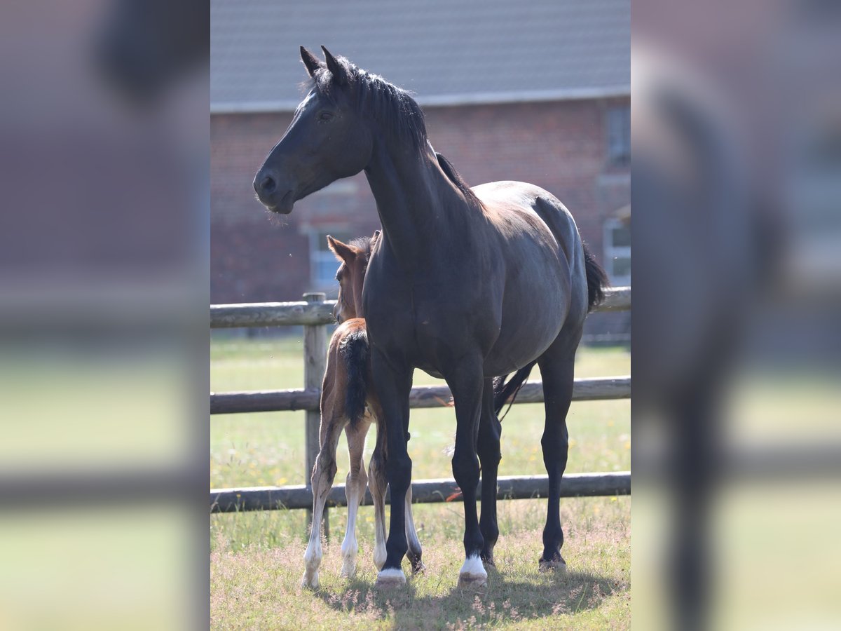 Westphalian Mare 14 years 16,1 hh Black in Ostbevern