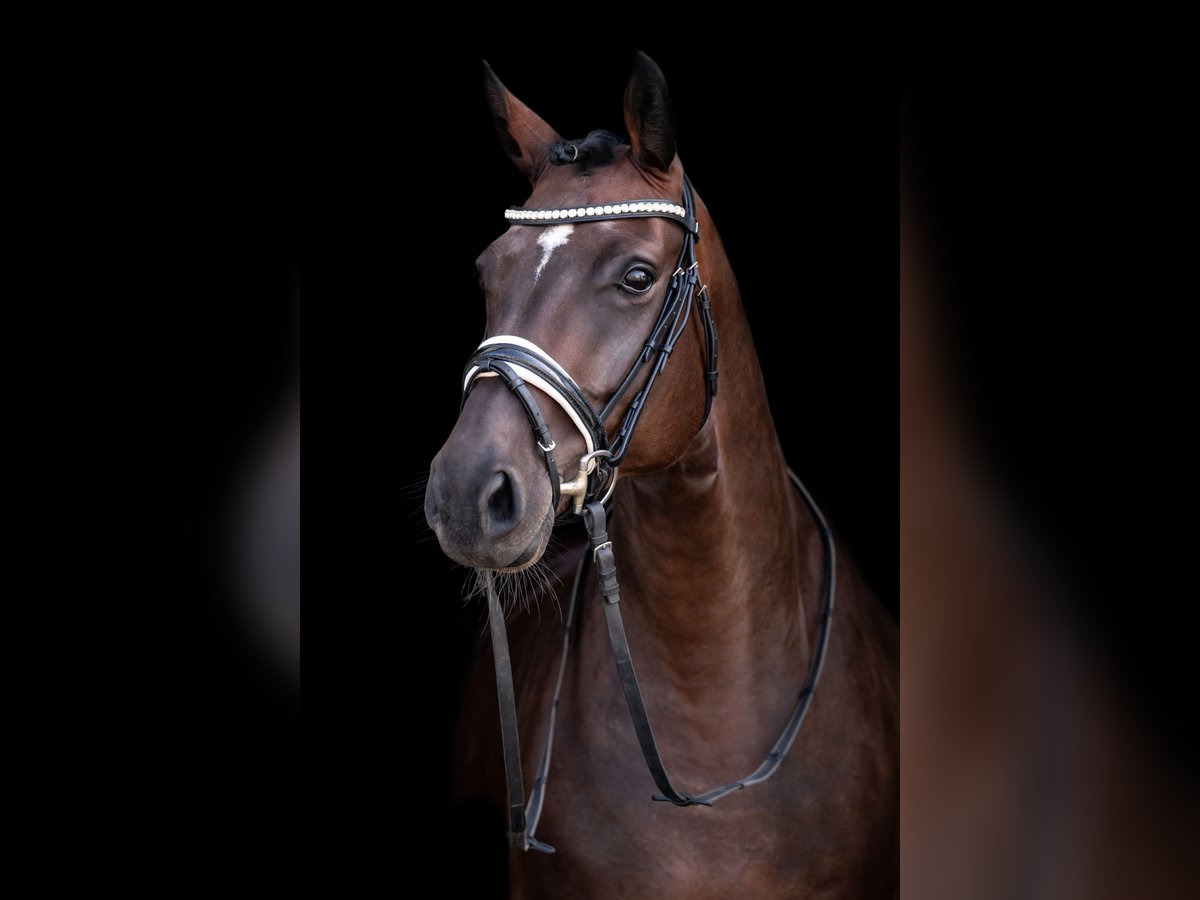 Westphalian Mare 14 years 16,1 hh Smoky-Black in Wernsdorf