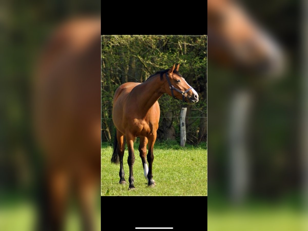 Westphalian Mare 14 years 16,2 hh Brown in Emsbüren